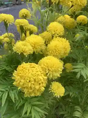 佐倉宗吾大明神の自然