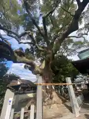 須賀神社の自然