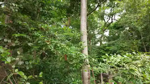 木嶋坐天照御魂神社(京都府)