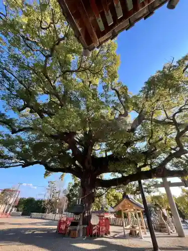 百舌鳥八幡宮(大阪府)
