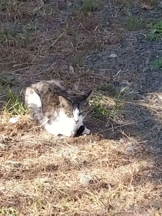 五郎兵衛稲荷神社(茨城県)