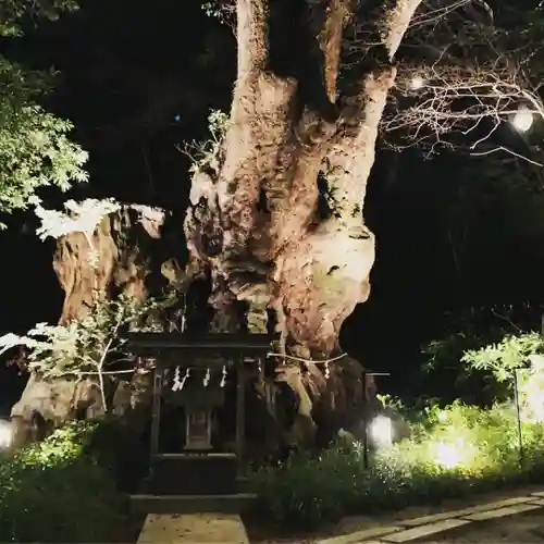 來宮神社の自然