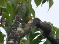 留辺蘂神社の動物
