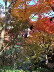 東福禅寺（東福寺）の自然