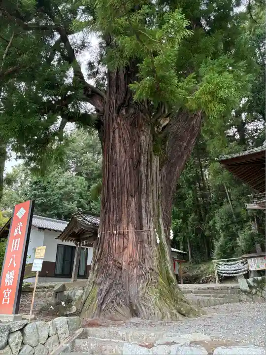 武田八幡宮(山梨県)