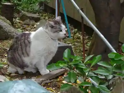 阿邪訶根神社の動物
