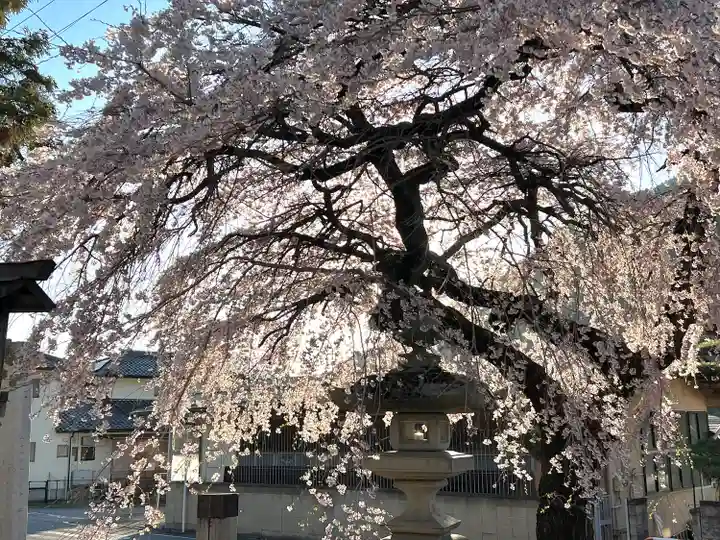 山家神社の自然