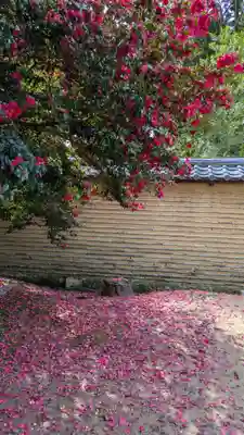 仁和寺(京都府)