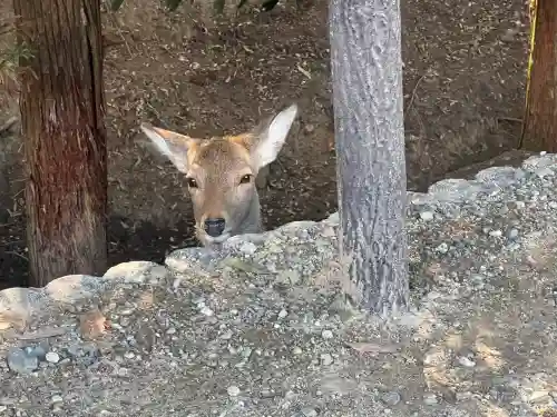 東大寺(奈良県)