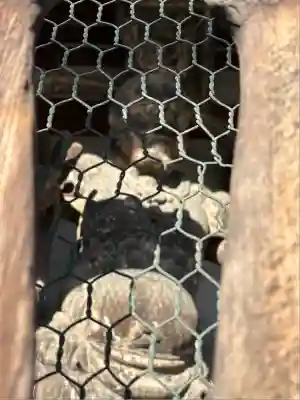 廣隆寺(京都府)