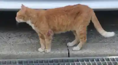 常清寺(神奈川県)