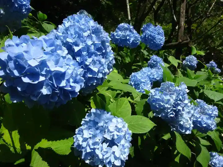 明月院(神奈川県)