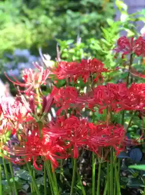 鷺宮八幡神社(東京都)