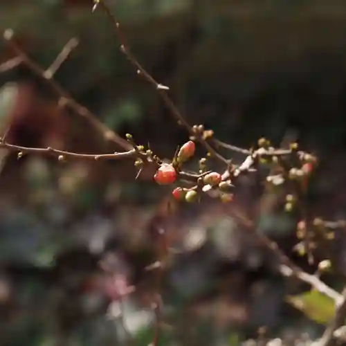 天王山 安楽寺(福井県)