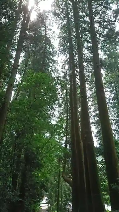 天岩戸神社の自然