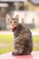 守りの神 藤基神社の動物