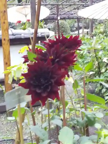 上野東照宮の自然