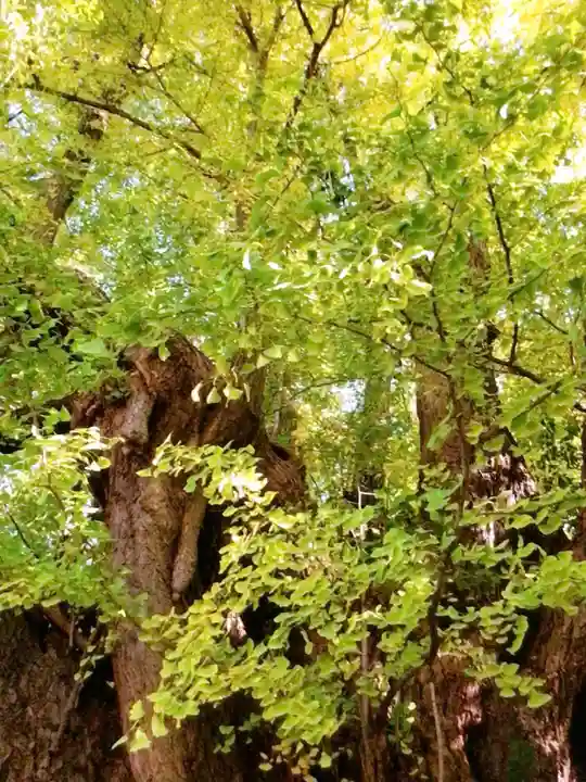 善福寺(東京都)