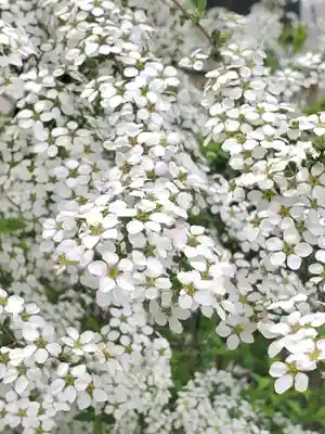 阿邪訶根神社(福島県)