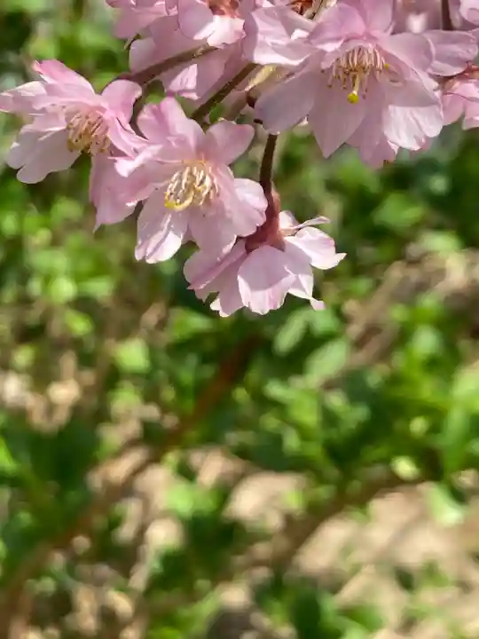 三島八幡神社の自然