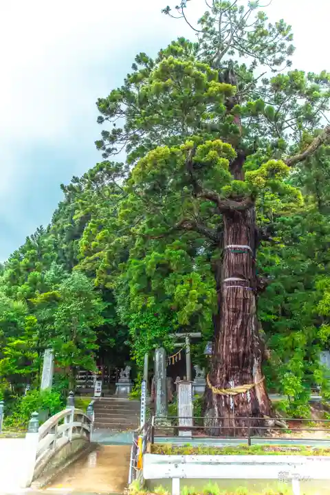 大國魂神社の自然