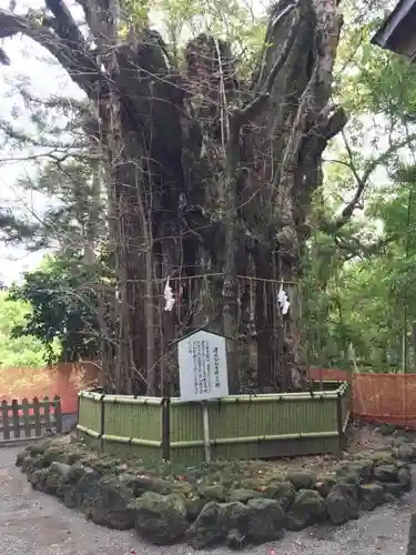 加藤神社の自然