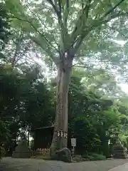 前鳥神社(神奈川県)