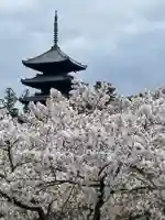 仁和寺の塔