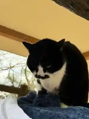 玉野御嶽神社の{uncategorized: "未分類", other: "その他", undefined: "問題あり", building: "その他建物", grave: "お墓", sacred_gate: "鳥居", guardian: "狛犬", statue: "像", buddha: "仏像", history: "歴史", nature: "自然", garden: "庭園", animal: "動物", pagoda: "塔", temizu: "手水舎", mountain_gate: "山門・神門", sanctuary: "本殿・本堂", subordinate: "末社・摂社", art: "芸術", scenery: "景色", jizo: "地蔵", ema: "絵馬", goshuin: "御朱印", omikuji: "おみくじ", items: "授与品その他", amulet: "お守り", goshuincho: "御朱印帳", eats: "食事", festival: "お祭り", votive_dance: "神楽", shichigosan: "七五三参", wedding: "結婚式", experience: "体験その他", initially: "初詣", around: "周辺", anti_infection: "感染症対策"}