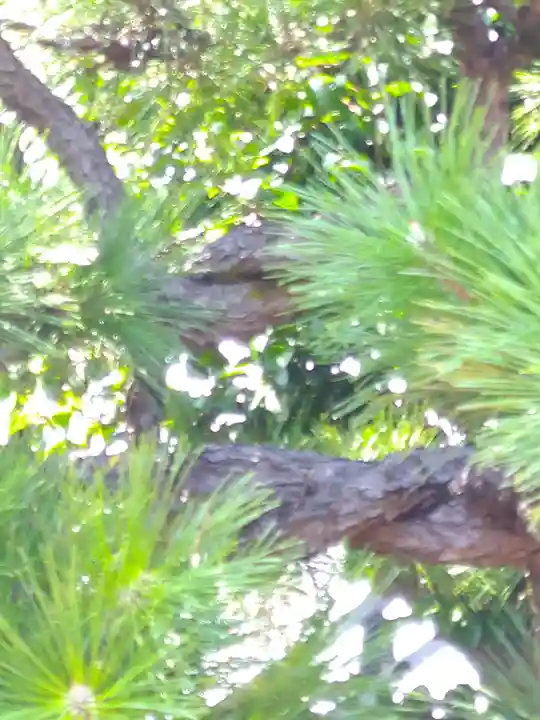 羽黒神社の自然