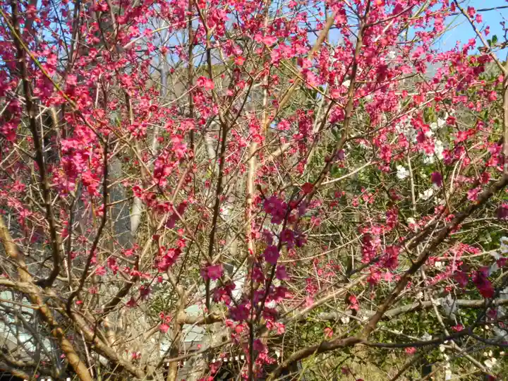 御霊神社の自然