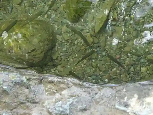 伊勢神宮内宮（皇大神宮）の動物