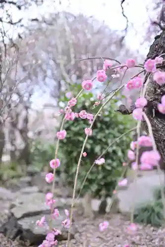 小村井 香取神社の自然