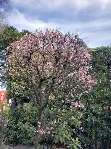 中野沼袋氷川神社の自然