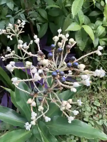 三輪神社の自然