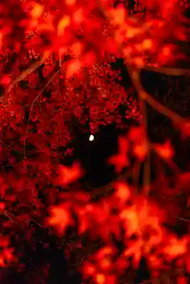 北野天満宮(京都府)