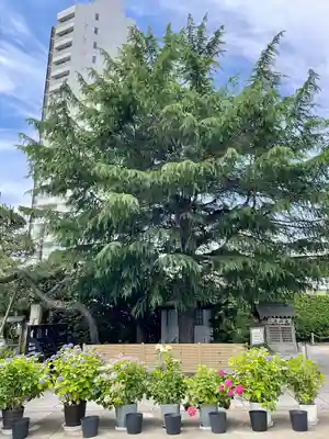 法蓮寺(東京都)