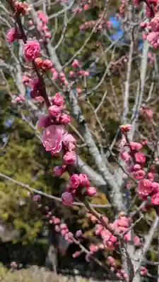 隨心院（随心院）(京都府)