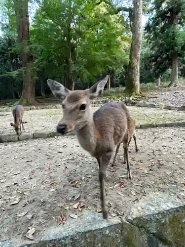 春日大社の動物