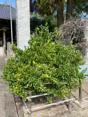 福良八幡神社(兵庫県)