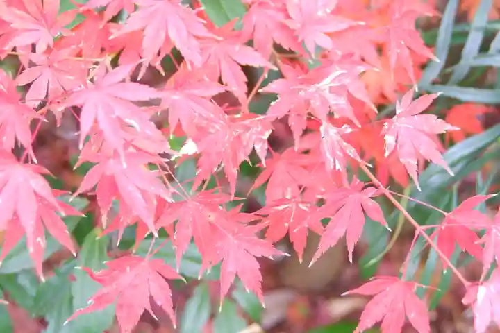 宇治神社の自然