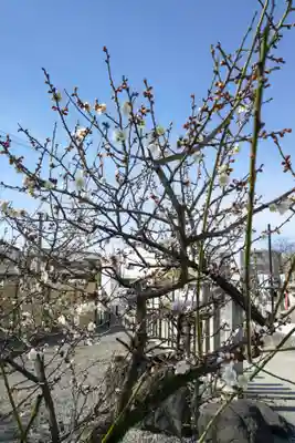 上野天満宮の自然