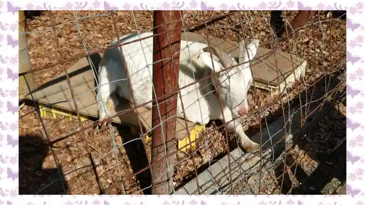 出雲大社相模分祠(神奈川県)