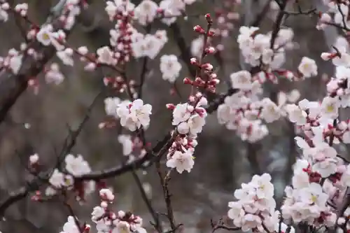 隠津島神社の自然