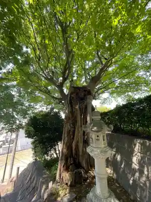 国分寺（相模國分寺）の{uncategorized: "未分類", other: "その他", undefined: "問題あり", building: "その他建物", grave: "お墓", sacred_gate: "鳥居", guardian: "狛犬", statue: "像", buddha: "仏像", history: "歴史", nature: "自然", garden: "庭園", animal: "動物", pagoda: "塔", temizu: "手水舎", mountain_gate: "山門・神門", sanctuary: "本殿・本堂", subordinate: "末社・摂社", art: "芸術", scenery: "景色", jizo: "地蔵", ema: "絵馬", goshuin: "御朱印", omikuji: "おみくじ", items: "授与品その他", amulet: "お守り", goshuincho: "御朱印帳", eats: "食事", festival: "お祭り", votive_dance: "神楽", shichigosan: "七五三参", wedding: "結婚式", experience: "体験その他", initially: "初詣", around: "周辺", anti_infection: "感染症対策"}