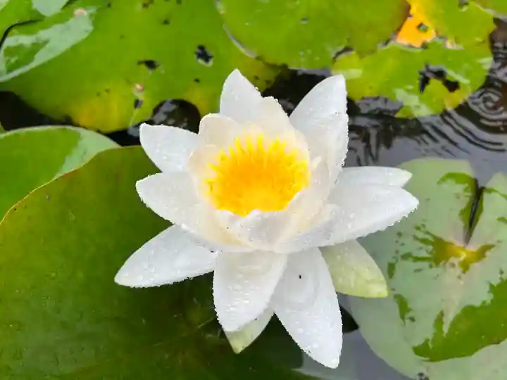 真言宗 善通寺派 薬王寺の自然