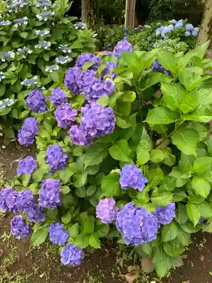 妙法寺(東京都)