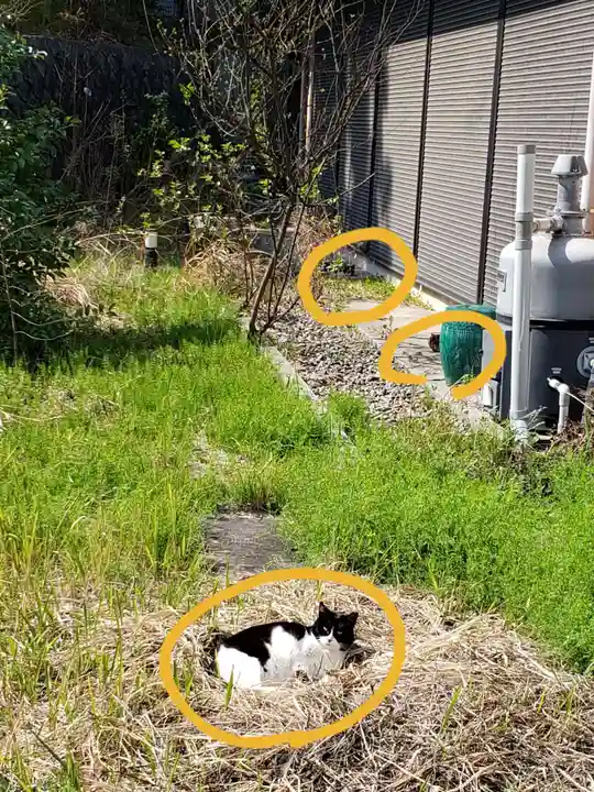 白金氷川神社の動物