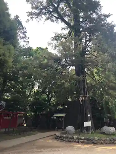 駒込富士神社(東京都)