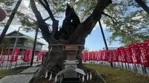 秩父今宮神社の{uncategorized: "未分類", other: "その他", undefined: "問題あり", building: "その他建物", grave: "お墓", sacred_gate: "鳥居", guardian: "狛犬", statue: "像", buddha: "仏像", history: "歴史", nature: "自然", garden: "庭園", animal: "動物", pagoda: "塔", temizu: "手水舎", mountain_gate: "山門・神門", sanctuary: "本殿・本堂", subordinate: "末社・摂社", art: "芸術", scenery: "景色", jizo: "地蔵", ema: "絵馬", goshuin: "御朱印", omikuji: "おみくじ", items: "授与品その他", amulet: "お守り", goshuincho: "御朱印帳", eats: "食事", festival: "お祭り", votive_dance: "神楽", shichigosan: "七五三参", wedding: "結婚式", experience: "体験その他", initially: "初詣", around: "周辺", anti_infection: "感染症対策"}